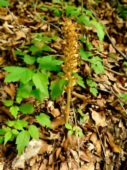 Broomrape in spring in Germany