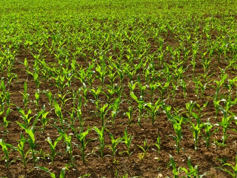corn field with young plants