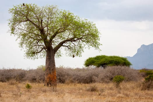 Landscape in Kenya with big baobab