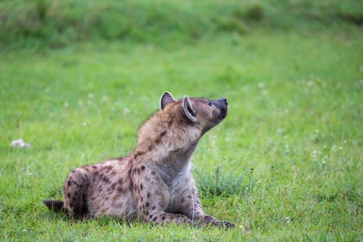 The hyena is lying in the grass in the savannah in Kenya