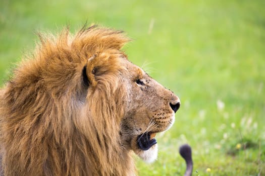 The close-up of the face of a lion in the savannah of Kenya