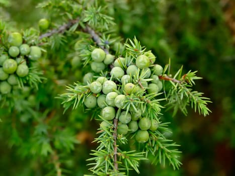 juniper berry on its bush