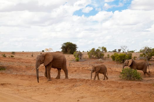 Elephants walking over the savannah, on safari in Kenya