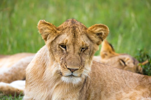 One young lion in close-up, the face of a nearly sleeping lion