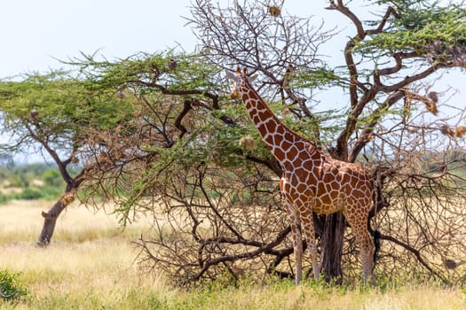 A Somalia giraffes eat the leaves of acacia trees