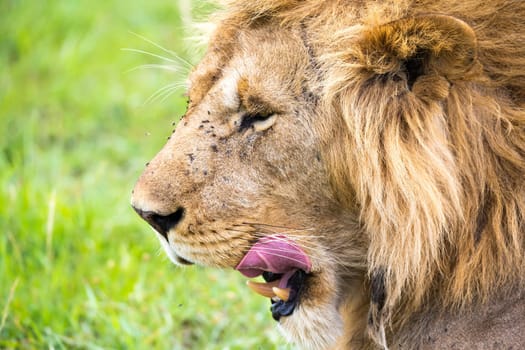 The close-up of the face of a lion in the savannah of Kenya