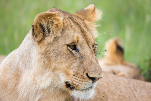 A portrait of a lioness, she lies in the grass in the savannah