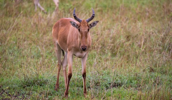 A Topi antelope in the grassland of Kenya's savannah