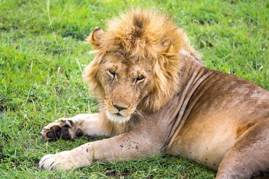 One big lion lies in the grass in the middle of the landscape of a savannah in Kenya