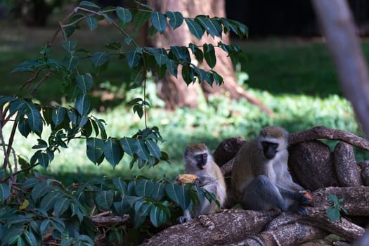 A monkey is doing a fruit meal in the grass