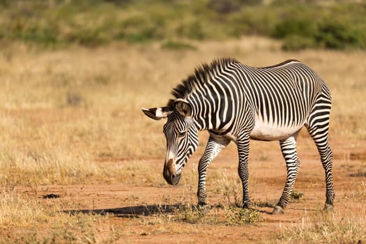 The Grevy Zebra is grazing in the countryside of Samburu in Kenya