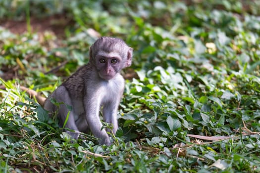 One little funny monkey is playing on the floor or on the tree