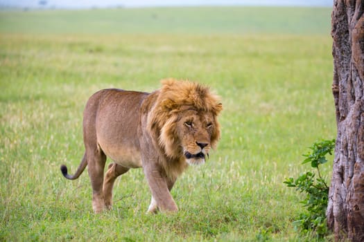 One big male lion is walking in the savannah