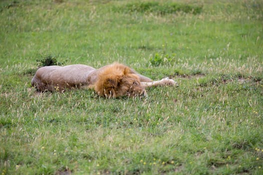 One big lion lies in the grass in the savanna of Kenya