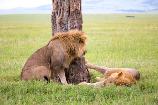 Some big lions show their emotions to each other in the savanna of Kenya