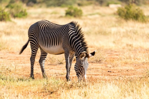 The Grevy Zebra is grazing in the countryside of Samburu in Kenya
