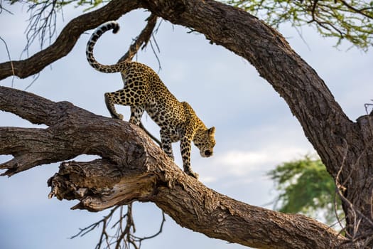 One leopard is walking up and down the tree on  its branches