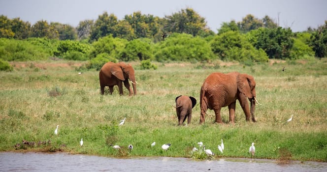The family of red elephants at a water hole in the middle of the savannah