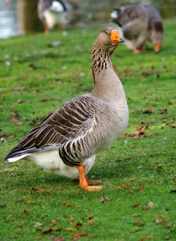 beautiful goose in the park