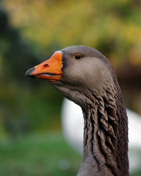 portrait of beautiful goose in the park
