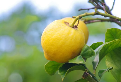 closeup of lemons on lemon tree
