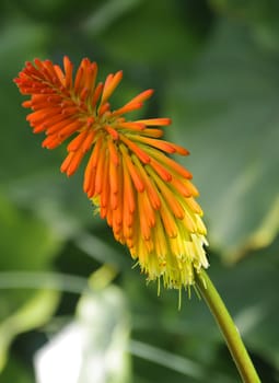 beautiful colorful spring plant