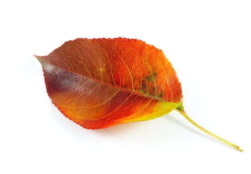 beautiful autumn leaf isolated over white