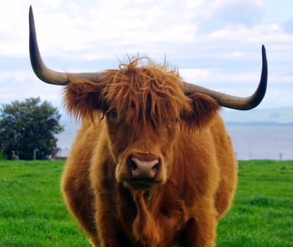 portrait of eating bull