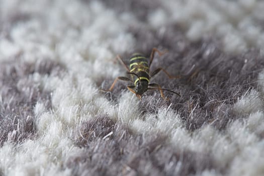 Wasp beetle, Clytus arietis, turns its head to groom its front right leg as it explores white and purple carpet in a house domestic environment.