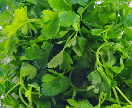 fresh green celery background