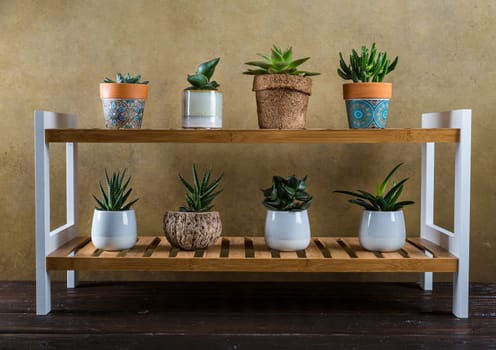Green house plants potted on the wooden shelf. Succulents indoor. Concept of home garden.