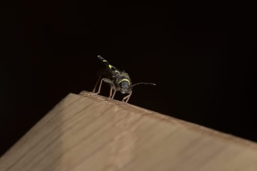 Low angle macro portrait of a wasp beetle's face as it perches on mad made piece of oak.