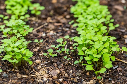 Organic salad seedlings or sapling lettuce in vegetable garden in raised bed