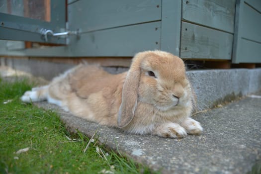 Young sandy orange lop rabbit lies relaxed on stone slab instead of grass to cool off next to her teal shed.