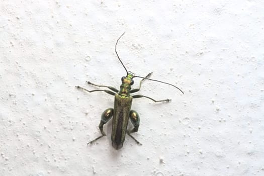 Male oedemera Nobilis, aka false oil beetle, thick-legged flower beetle or swollen-thighed beetle, is clearly pictured against a white painted wall.
