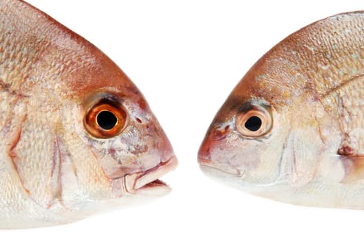 two fishes talking with each other