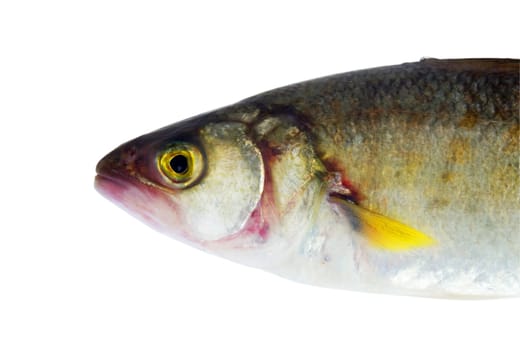 fish closeup over white background