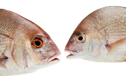 two fishes talking with each other