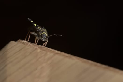Closer in Low angle macro portrait of a wasp beetle's face as it perches on mad made piece of oak.