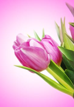 beautiful pink tulips with copy space