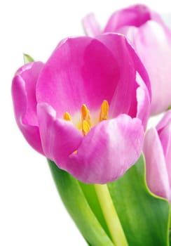 beautiful pink tulip on white background