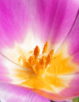beautiful pink tulip closeup