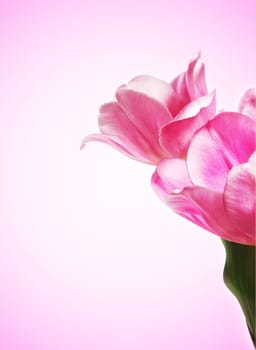 beautiful pink tulip with copy space