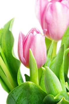 beautiful pink tulips on white background
