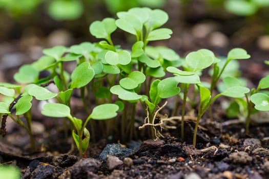 Organic salad seedlings or sapling lettuce in vegetable garden in raised bed