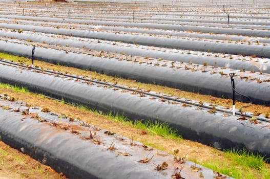 growing strawberries in the farm