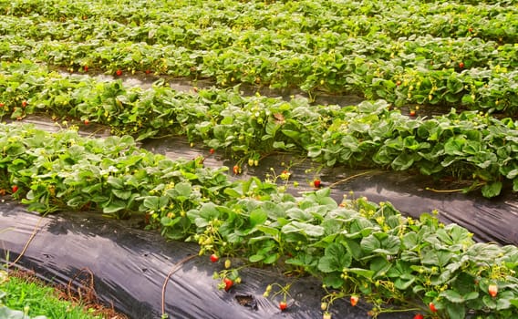 growing strawberries in the farm