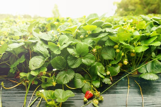 growing strawberries in the farm