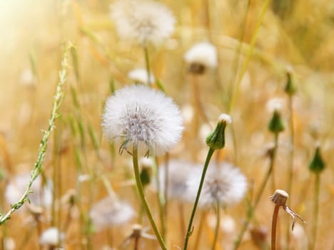 dandelion field in sunny summer day
