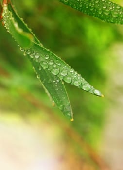 beautiful leaves closeup with water drops